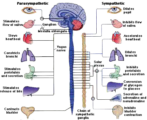 Map of the Autonomic Nervous System