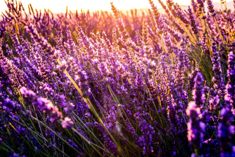 purple flowers at sunset