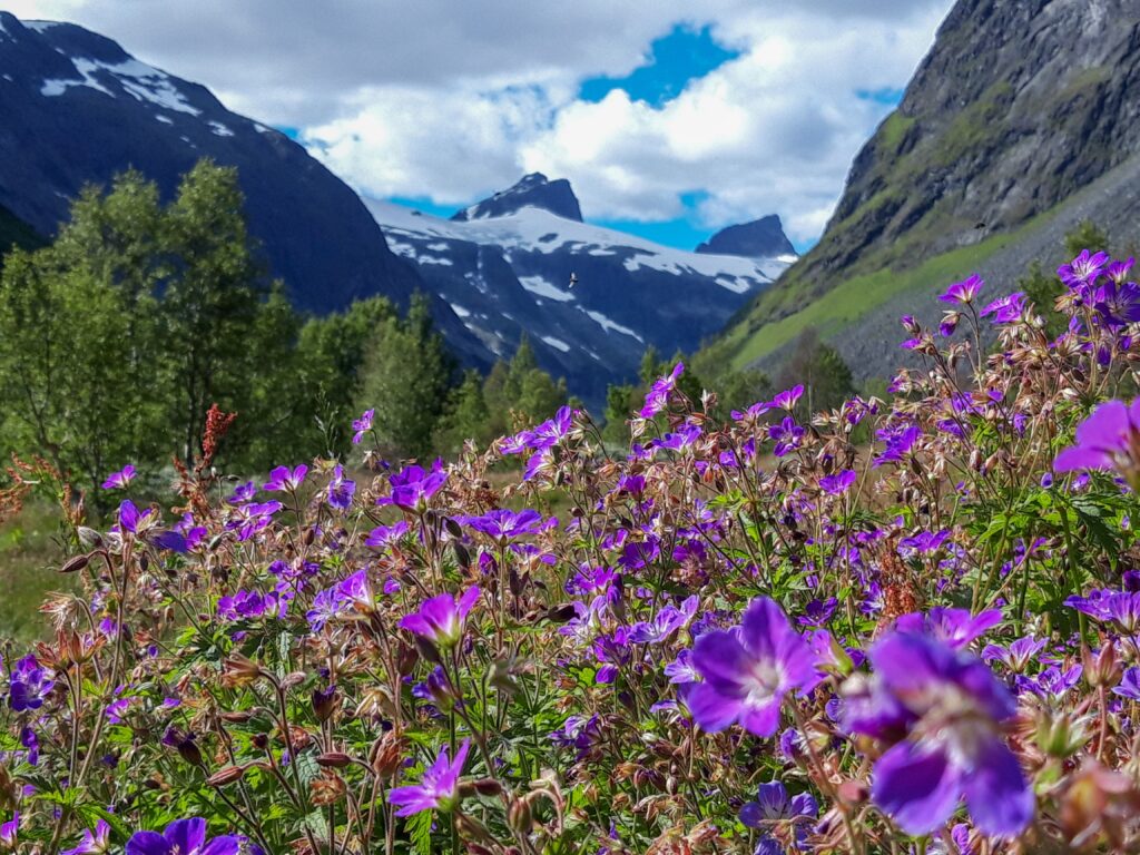 a field of purple flowers with mountains and blue sky behind them