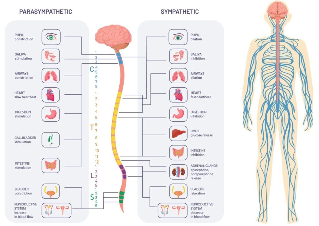 Image of Autonomic Nervous System showing parasympathetic and sympathetic parts of the nervous system.