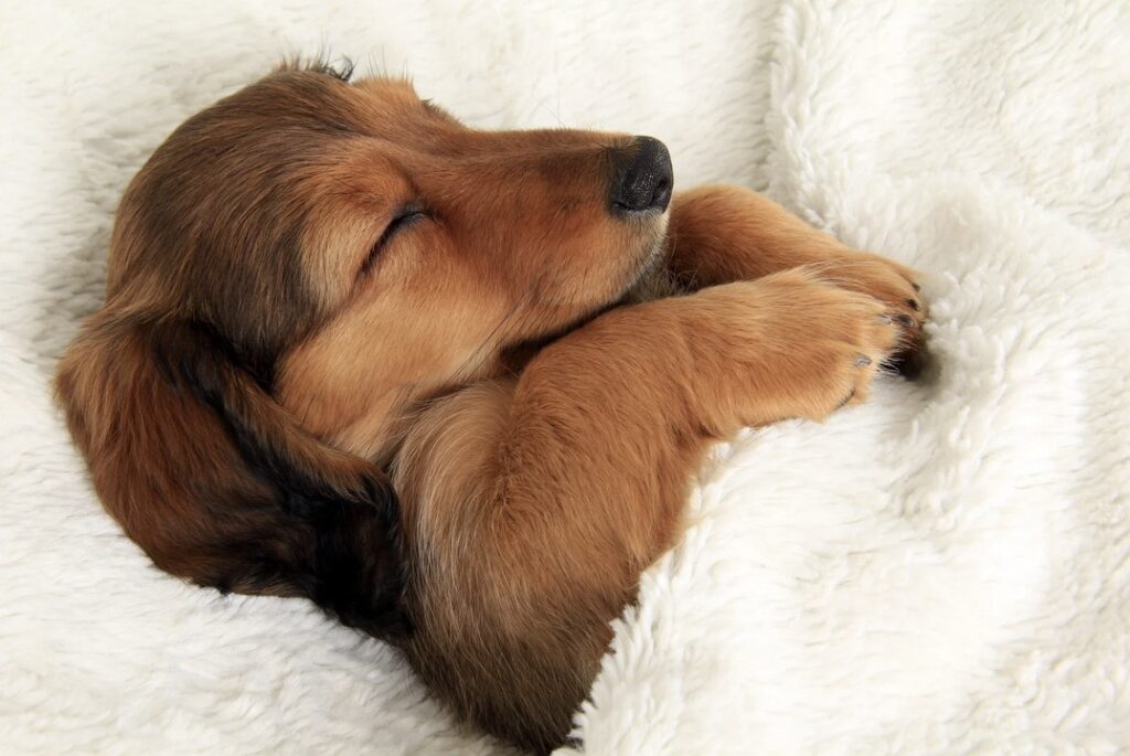 a puppy sleeping under a white fuzzy blanket