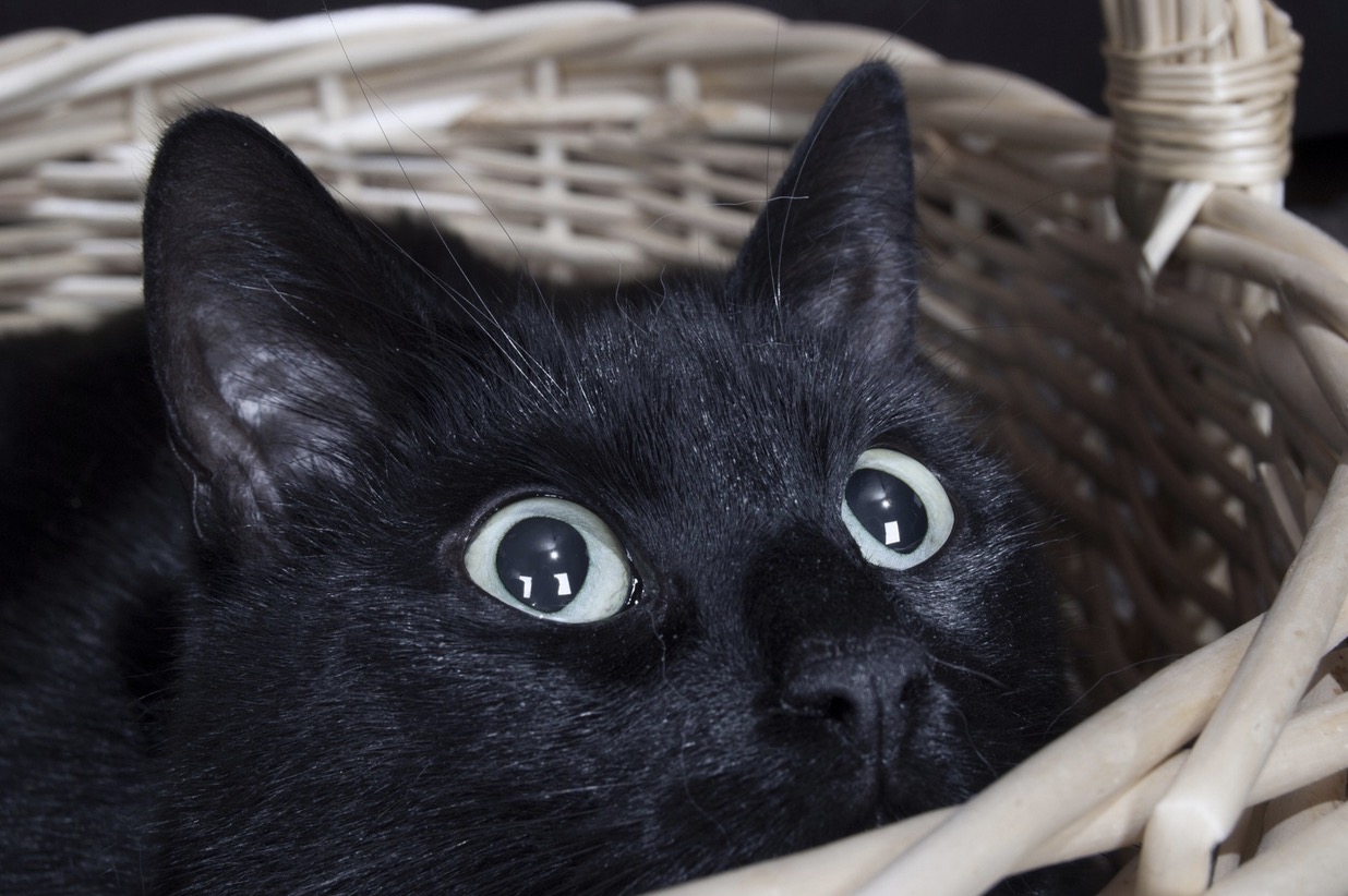 a black cat, wide-eyed, in a basket