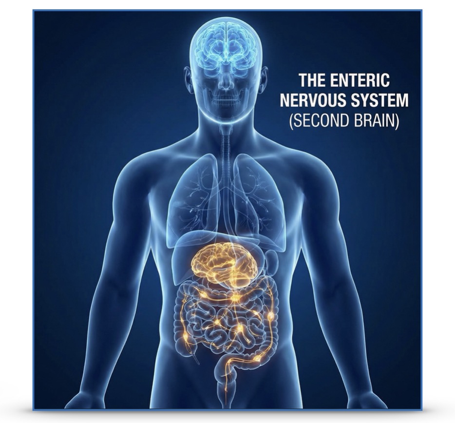 An image representing the enteric nervous system (second brain) - your gut